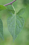 Climbing nightshade